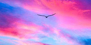 Kuş silueti Pembe ve mavi gökyüzünde süzülüyor Dolunayda yükselen