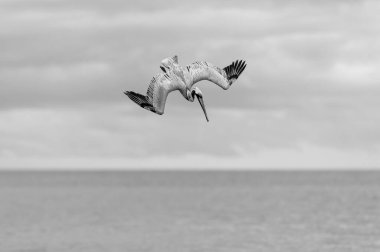 Bir pelikan yüksek hızda dalmaktadır Kanatları tamamen siyah ve beyazdır