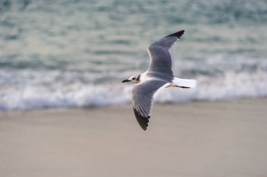 Bir martı, Okyanus Dalgası Sahili Arkaplanına Karşı Kanatlarıyla Uçuyor