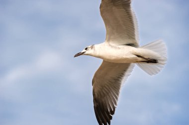 Bir martı, Okyanus Dalgası Sahili Arkaplanına Karşı Kanatlarıyla Uçuyor