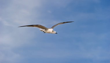 Bir martı, Okyanus Dalgası Sahili Arkaplanına Karşı Kanatlarıyla Uçuyor