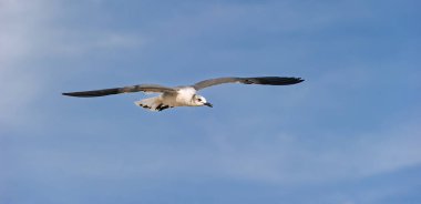 Bir martı, Okyanus Dalgası Sahili Arkaplanına Karşı Kanatlarıyla Uçuyor