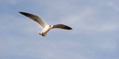 Bir Martı Mavi Gökyüzü Arkaplanına Kanatlarıyla Uçuyor