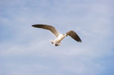 Bir Martı Mavi Gökyüzü Arkaplanına Kanatlarıyla Uçuyor