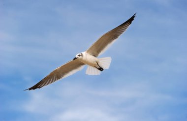 Bir Martı Mavi Gökyüzü Arkaplanına Kanatlarıyla Uçuyor