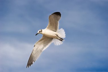 Bir Martı Mavi Gökyüzü Arkaplanına Kanatlarıyla Uçuyor