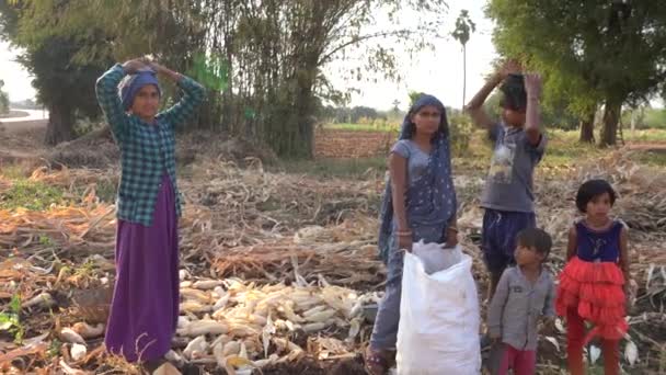 Alirajpur Madhya Pradesh India Maart 2022 Stammenmensen Werkzaam Het Maïsveld — Stockvideo