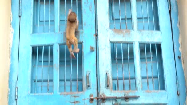 Macaco Subir Porta — Vídeo de Stock