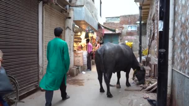 Vrindavan Ινδια Σεπτεμβρίου 2022 Τοπική Αγορά Vendors Devotee Στους Δρόμους — Αρχείο Βίντεο