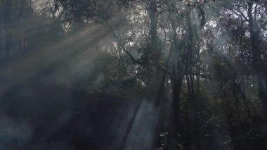 Hindistan, ormandaki sabah manzarası..