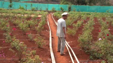 MAHABALESHWAR, MAHARASHTRA, INDIA, 14 Mart 2023: Hindistan 'ın kırsal kesiminde tarım alanında çalışan Hintli çiftçi ve tarım işçisi.