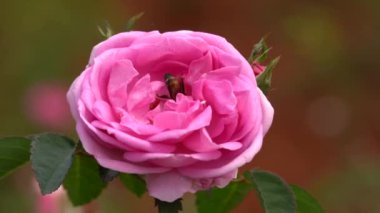 Bir bal arısı toplar ve bal alır Kırmızı bir gül çiçeği.