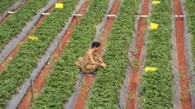 Çilek tarlasında çalışan kadın, Mahabaleshwar, Hindistan.