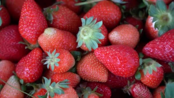 Κόκκινες Ζουμερές Φράουλες Κοντά Λαχταριστά Καλοκαιρινά Μούρα Ιστορικό Φρέσκων Φράουλων — Αρχείο Βίντεο