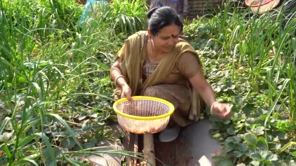 Vrouw Werkzaam Aardbeienboerderij Mahabaleshwar India — Stockvideo