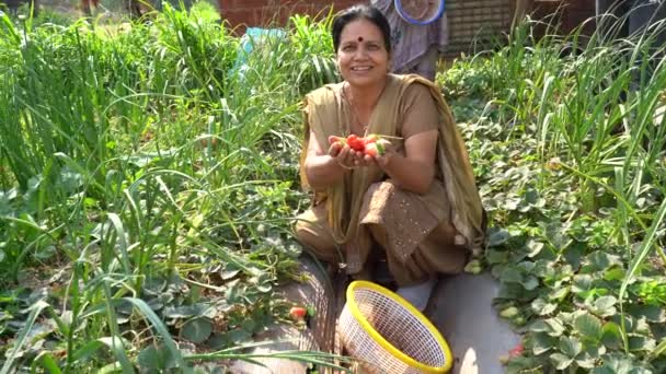 Kvinna Som Arbetar Jordgubbsgården Mahabaleshwar Indien — Stockvideo