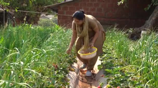 Γυναίκα Που Εργάζεται Στη Φάρμα Φράουλας Mahabaleshwar Ινδία — Αρχείο Βίντεο