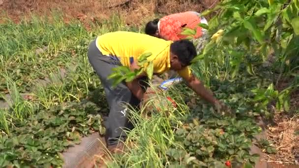 イチゴ農場で農民の収穫イチゴ インド農業シーン — ストック動画