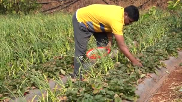 Rolnik Zbierający Truskawki Farmie Truskawek Hinduska Scena Hodowli — Wideo stockowe