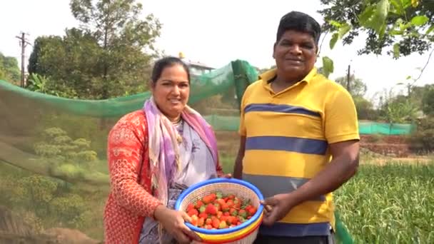 Boer Oogsten Aardbeien Aardbeienboerderij Indiase Landbouw Scene — Stockvideo