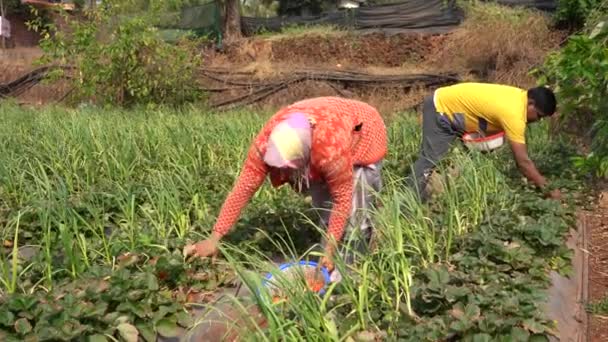 Γεωργός Συγκομιδή Φράουλες Αγρόκτημα Φράουλα Ινδική Σκηνή Καλλιέργειας — Αρχείο Βίντεο