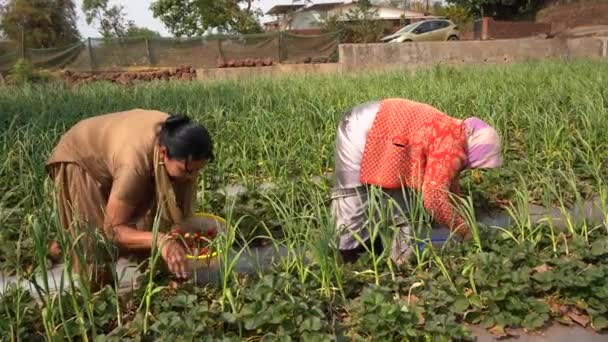 Mulher Trabalhando Fazenda Morango Mahabaleshwar Índia — Vídeo de Stock