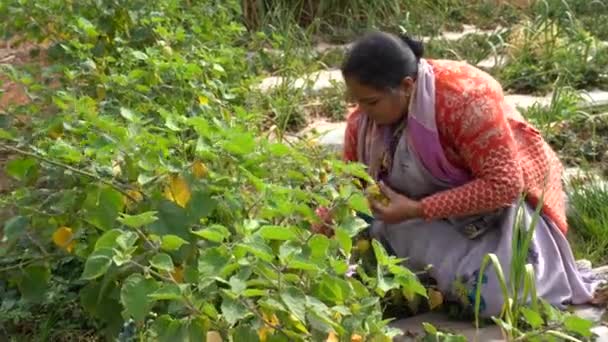 Vrouw Werkzaam Aardbeienboerderij Mahabaleshwar India — Stockvideo