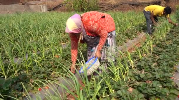 Çilek Çiftliğinde Çilek Hasat Eden Çiftçi Hint Çiftliği Sahnesi — Stok video