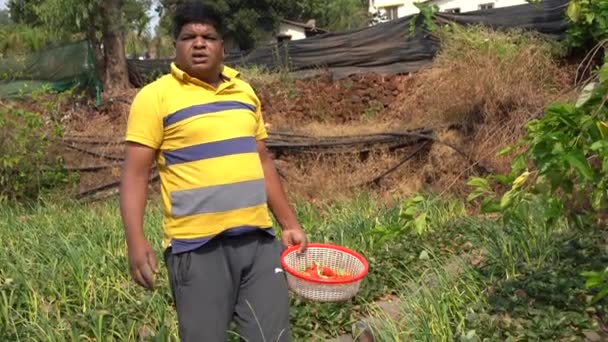 Agricultor Cosechando Fresas Granja Fresas Escena Agricultura India — Vídeos de Stock