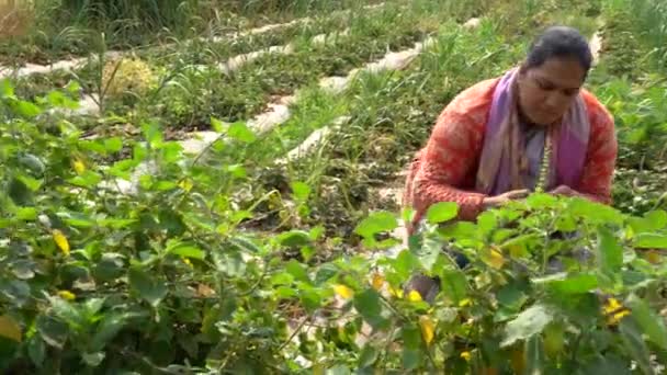 Kobieta Pracująca Farmie Truskawek Mahabaleshwar Indie — Wideo stockowe