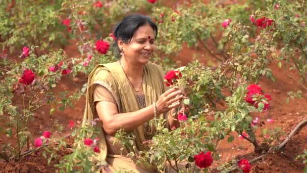 Ευτυχισμένη Γυναίκα Στον Κήπο Τριαντάφυλλα Ινδία — Αρχείο Βίντεο