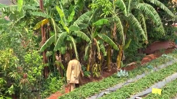 Жінка Працює Полуничній Фермі Махабалешвар Індія — стокове відео