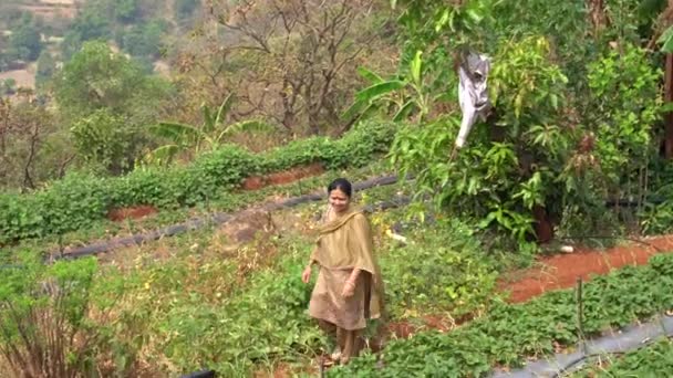 Kvinna Som Arbetar Jordgubbsgården Mahabaleshwar Indien — Stockvideo