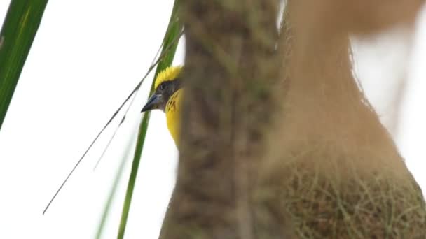 Palmiye Yapraklarına Kuş Yuvası Ören Baya — Stok video