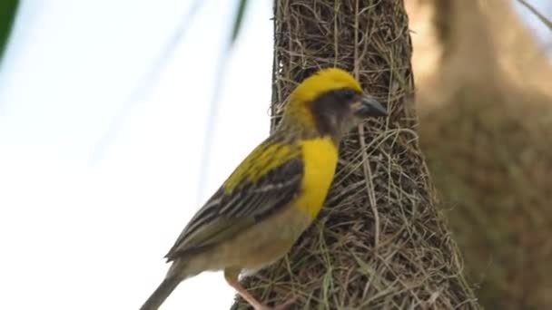 Baya Tisserand Oiseau Construction Nid Sur Les Feuilles Palmier — Video