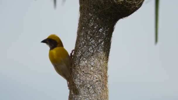 Птичье Гнездо Байя Пальмовых Листьях — стоковое видео