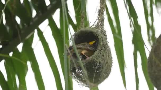 ヤシの木の葉の上のバヤウィーバー鳥の建物の巣 — ストック動画