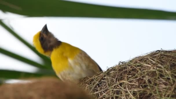 Птичье Гнездо Байя Пальмовых Листьях — стоковое видео