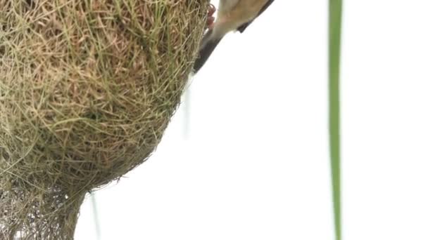 Baya Weaver鸟在棕榈树叶上筑巢 — 图库视频影像