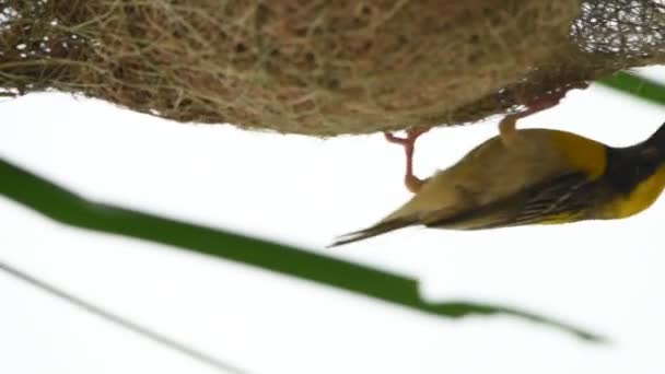 Penenun Baya Membangun Sarang Burung Pada Daun Pohon Palem — Stok Video