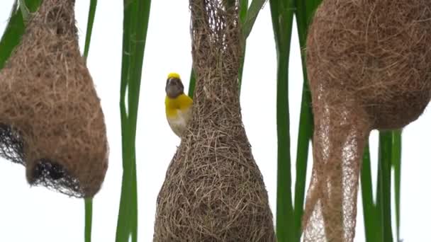 Baya Webervogel Baut Nest Auf Den Palmenblättern — Stockvideo
