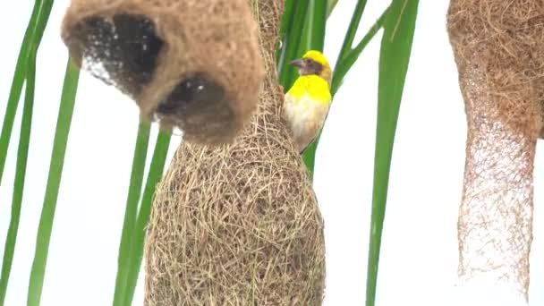 Baya Tisserand Oiseau Construction Nid Sur Les Feuilles Palmier — Video
