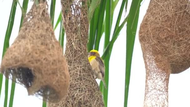 Baya Tkacz Ptak Budowa Gniazda Liście Palmy — Wideo stockowe