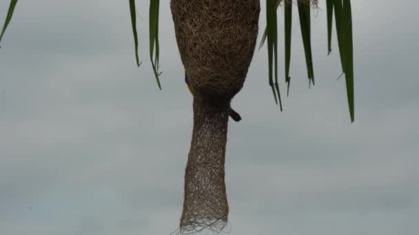 Baya Weaver Bird Building Nest Palm Tree Leaves — Stock Video