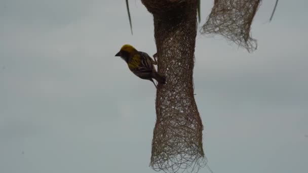 Бая Ткач Птахів Будує Гніздо Пальмовому Листі — стокове відео