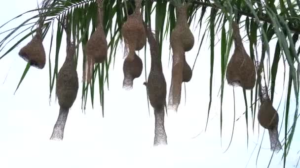 Baya Weaver Bird Building Nest Palm Tree Leaves — Stock Video