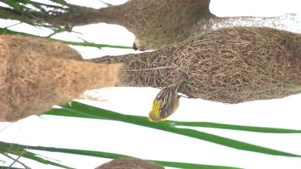 Baya Tecelão Pássaro Construção Ninho Palmeira Folhas — Vídeo de Stock