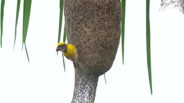 Baya Tisserand Oiseau Construction Nid Sur Les Feuilles Palmier — Video