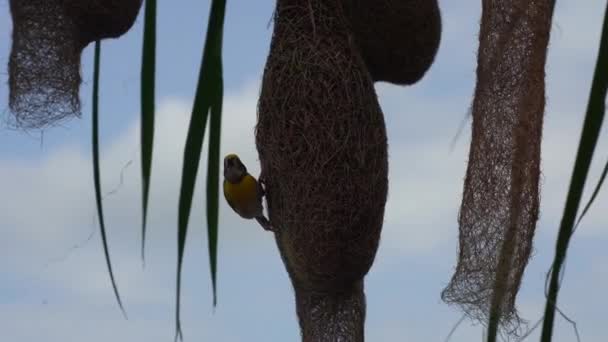 Baya Tecelão Pássaro Construção Ninho Palmeira Folhas — Vídeo de Stock