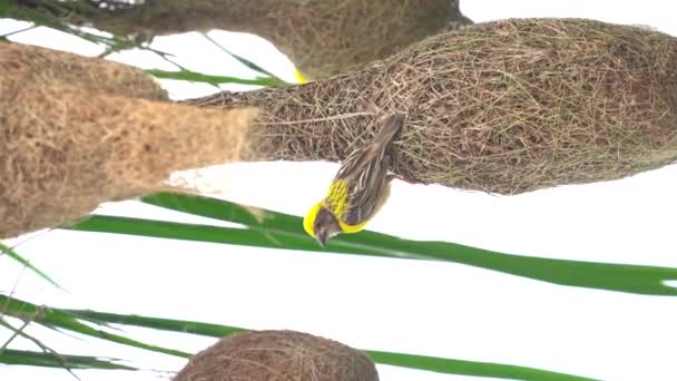 Φωλιά Χτισίματος Πουλιών Baya Στα Φύλλα Φοίνικα — Αρχείο Βίντεο